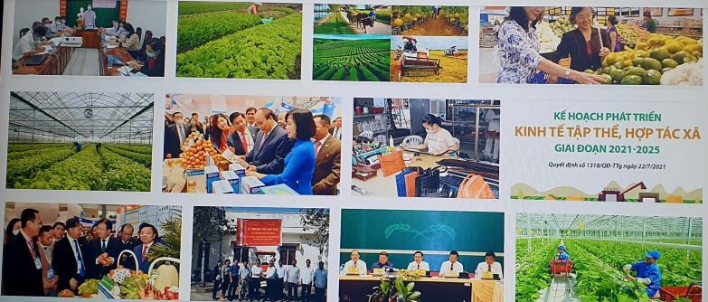 Khu vực hợp tác xã phục hồi và phát triển sản xuất – kinh doanh
