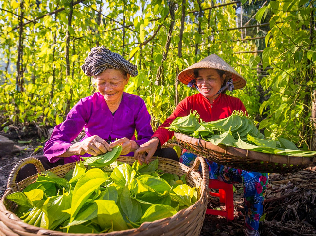 Làng trầu Vị Thủy lắng động hồn quê