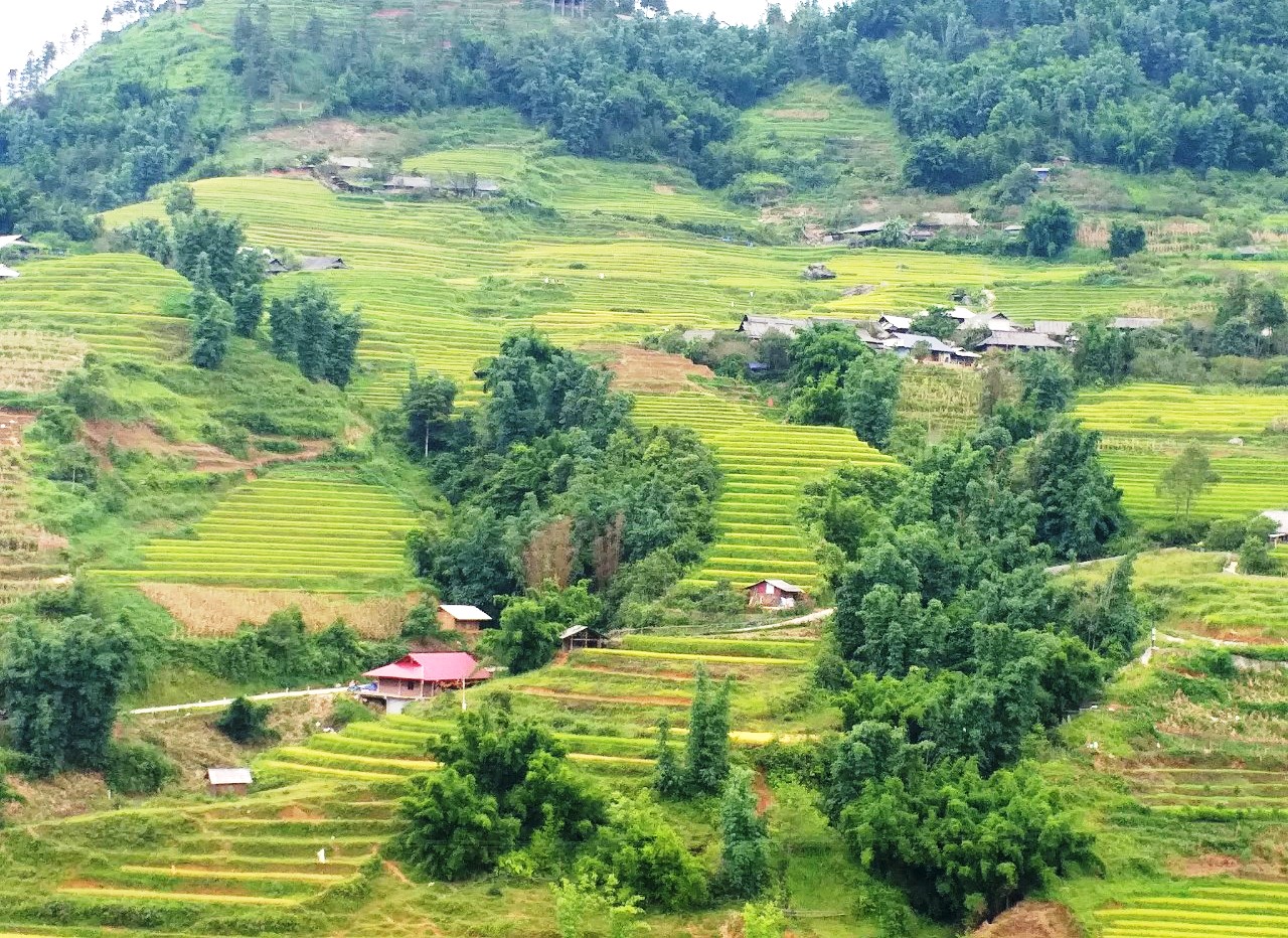 Mùa vàng Sa Pa