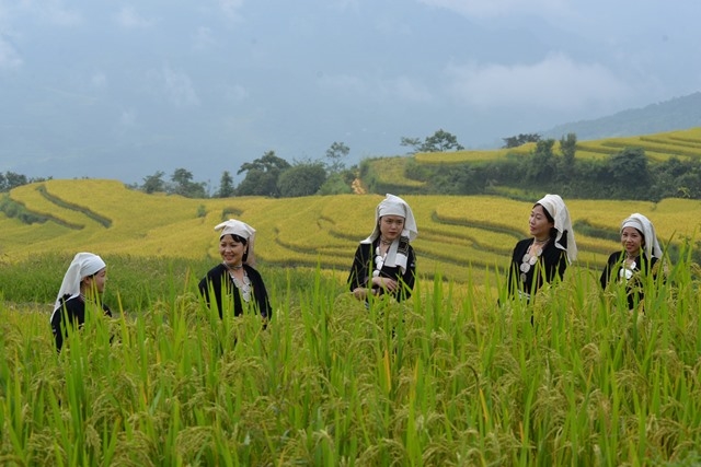 Đặc sắc Mùa vàng Hồng Thái