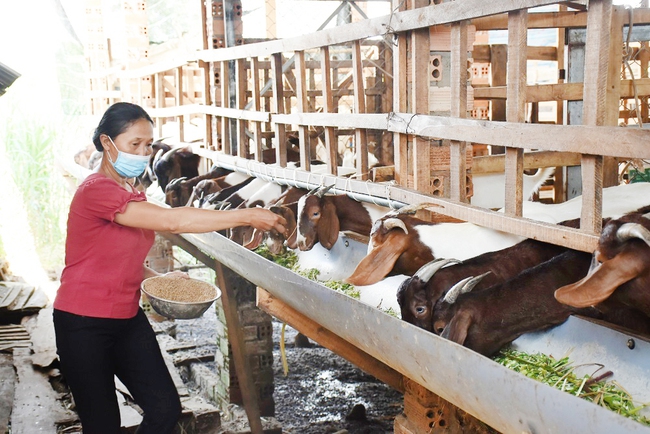 Bà Rịa - Vũng Tàu Hơn 26 700 hộ đạt danh hiệu nông dân giỏi các cấp