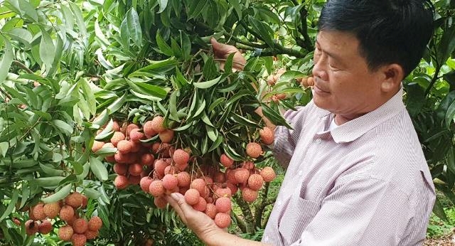 Chuyển đổi số trong tiêu thụ nông sản Kinh nghiệm từ Bắc Giang