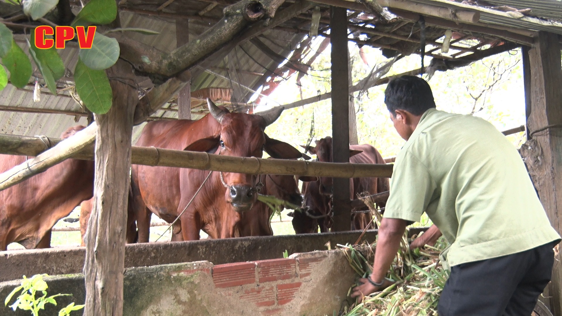Bình Phước Thực hiện các chính sách hỗ trợ đồng bào dân tộc thiểu số