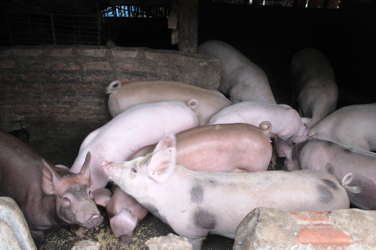 Ngành chăn nuôi phấn đấu nâng cao sản lượng