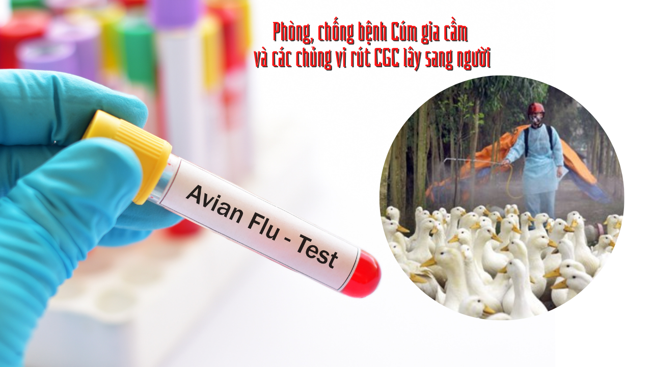 Đề nghị Phú Thọ tăng cường chống cúm gia cầm sau vụ bé gái mắc cúm A H5