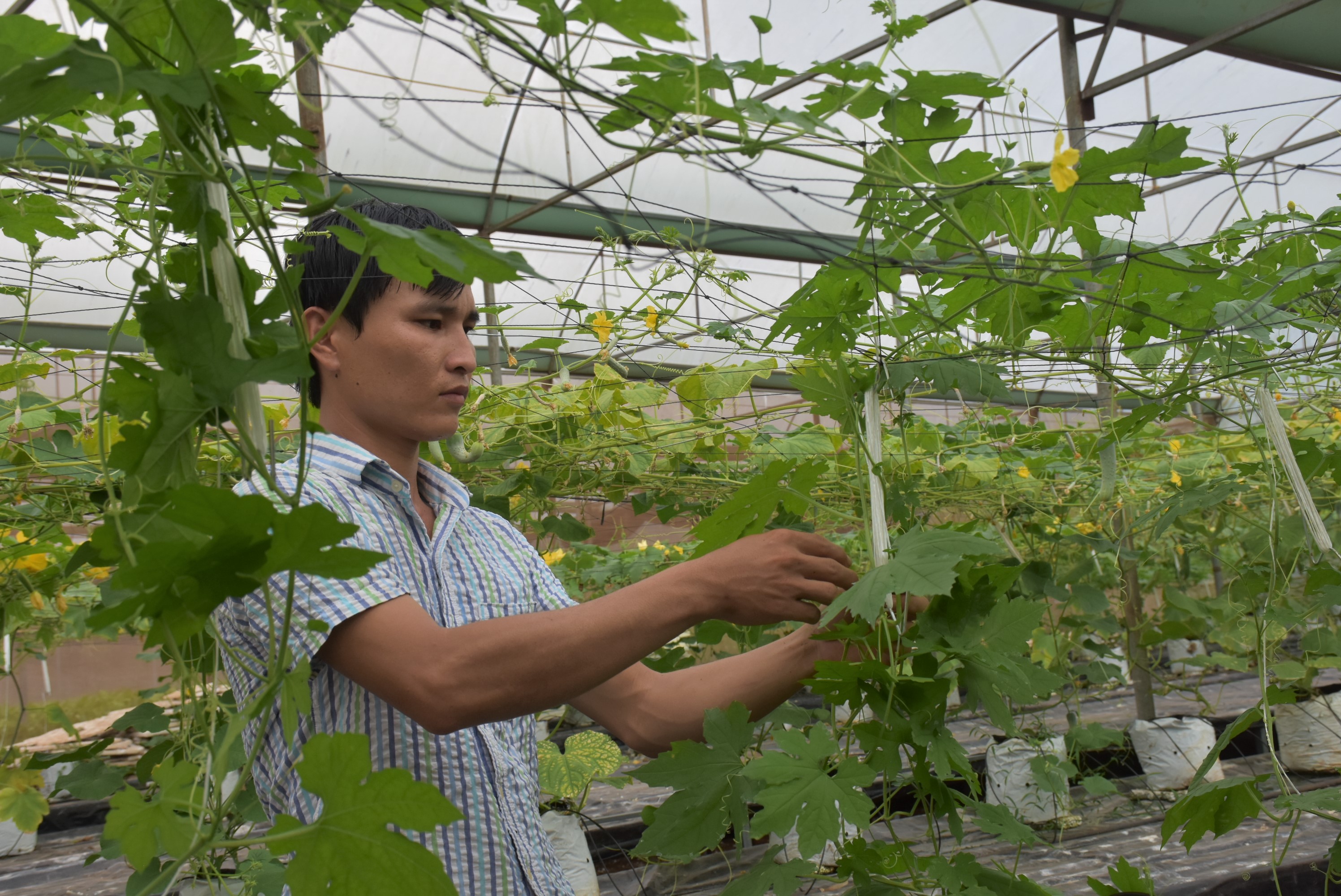 Bà Rịa- Vũng Tàu phát triển nông nghiệp ứng dụng công nghệ cao