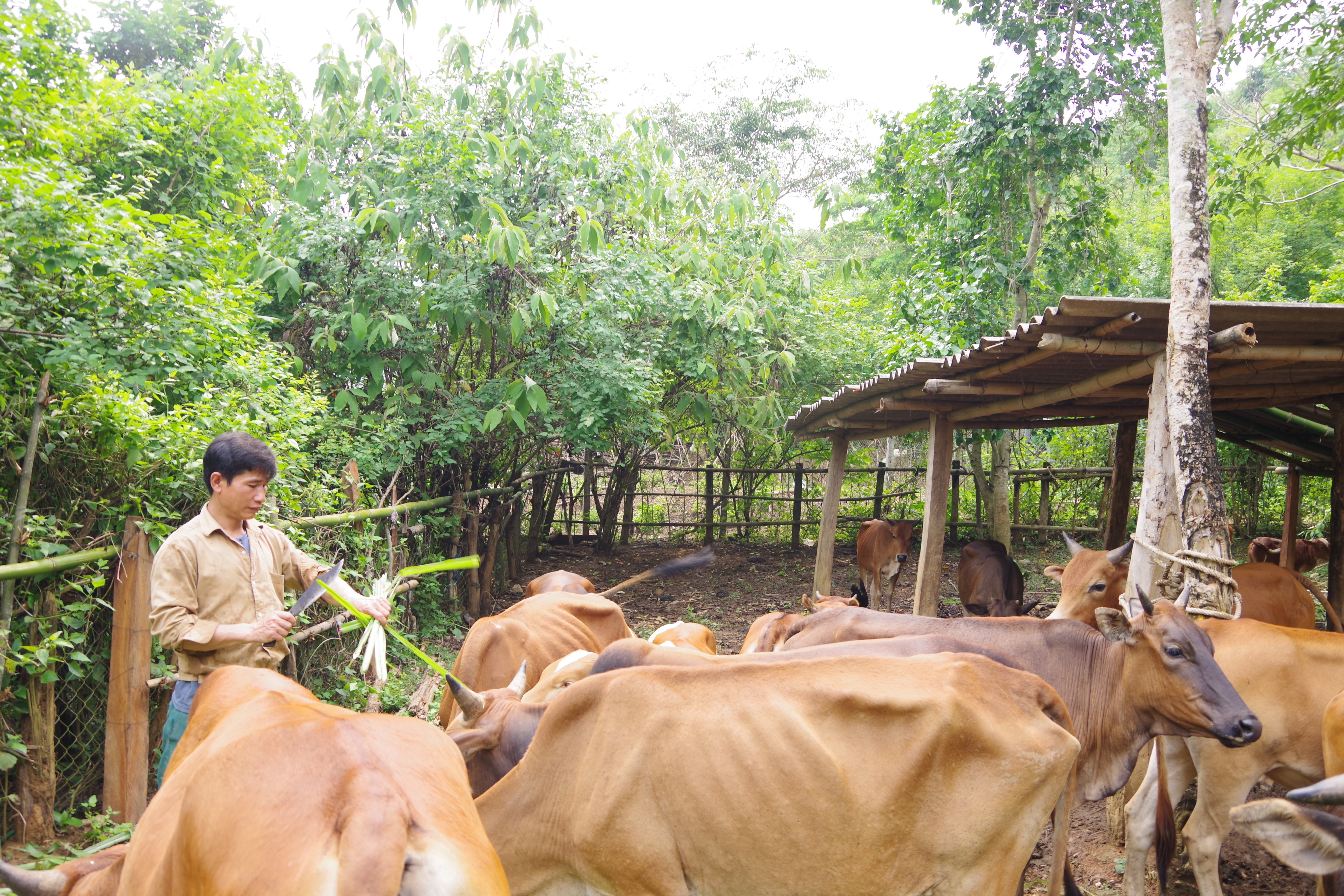 Bộ đội biên phòng Nghệ An giúp dân phát triển kinh tế