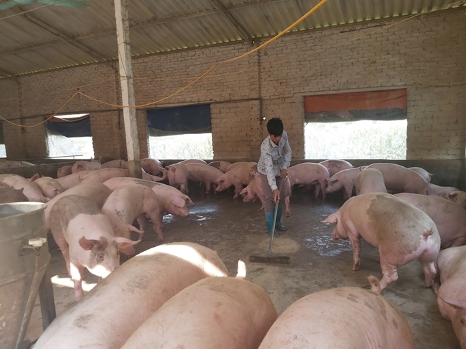 Đồng Nai Tập trung phát triển chăn nuôi theo hướng nâng cao giá trị gia tăng