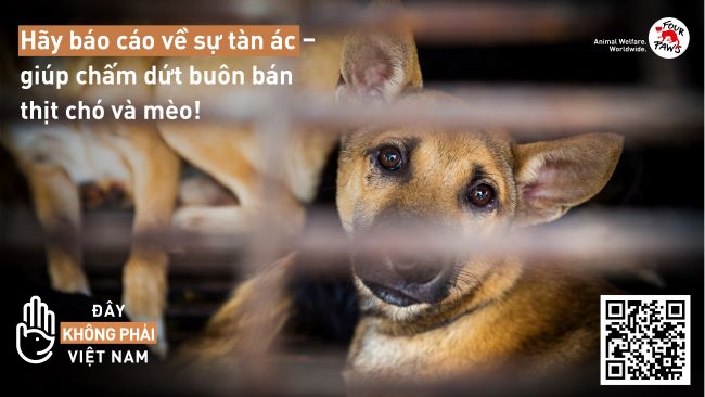 Triển khai thí điểm trang công cụ báo cáo về nạn buôn bán thịt chó, mèo