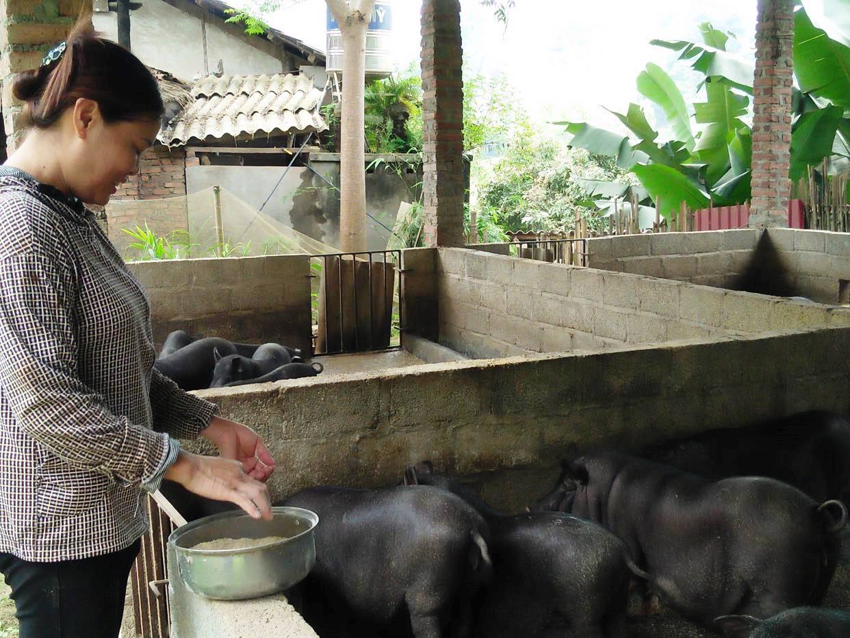 Thúc đẩy phát triển chăn nuôi, đảm bảo nguồn cung thực phẩm dịp cuối năm