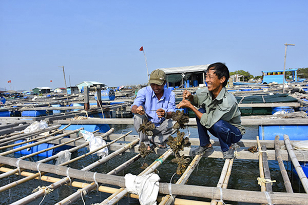 Nâng cao chất lượng, đảm bảo an toàn thủy sản phục vụ xuất khẩu