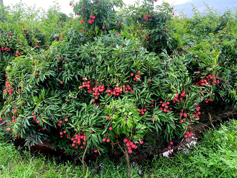 Bắc Giang nâng cao chất lượng các sản phẩm OCOP