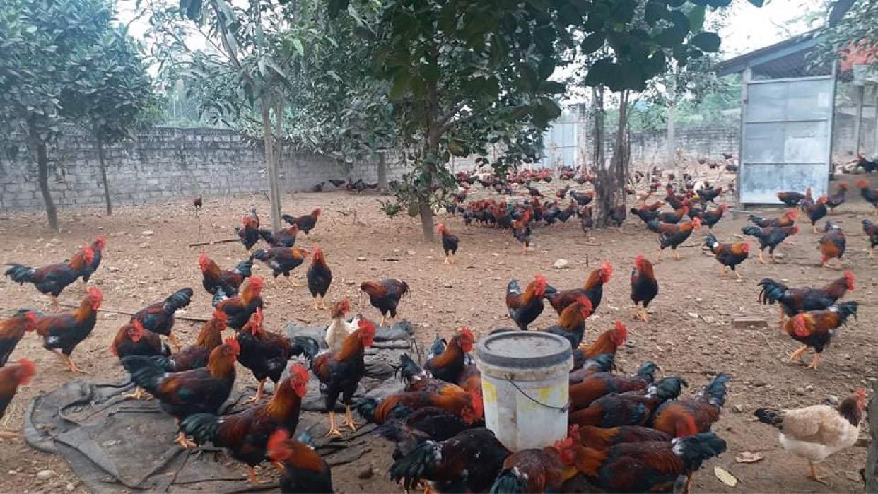Chủ động triển khai phòng, chống dịch bệnh động vật các tháng cuối năm 2022