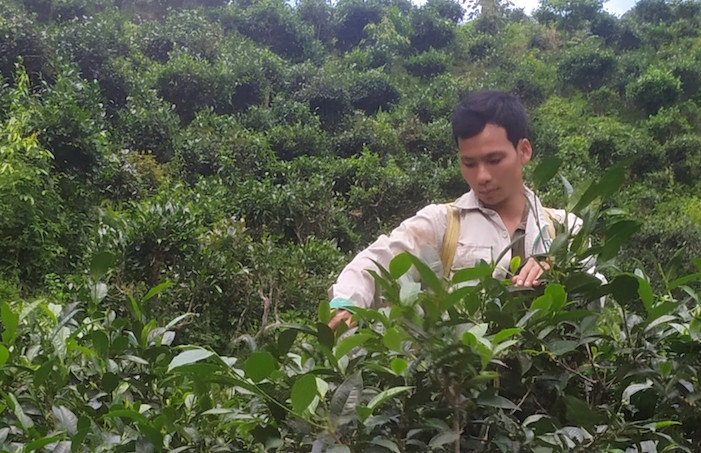 Chàng thanh niên dân tộc Tày với khát vọng Chè chốt 468