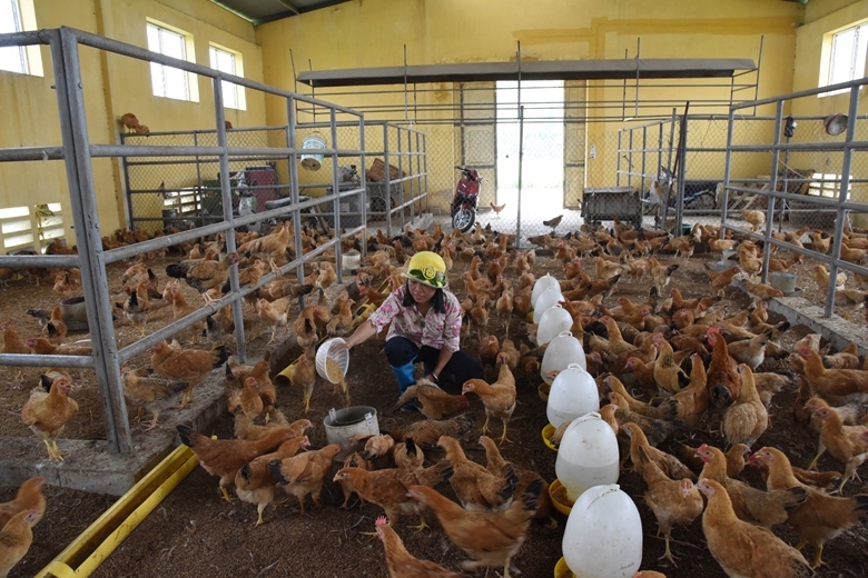 Vĩnh Phúc Tập trung các giải pháp phát triển chăn nuôi các tháng cuối năm