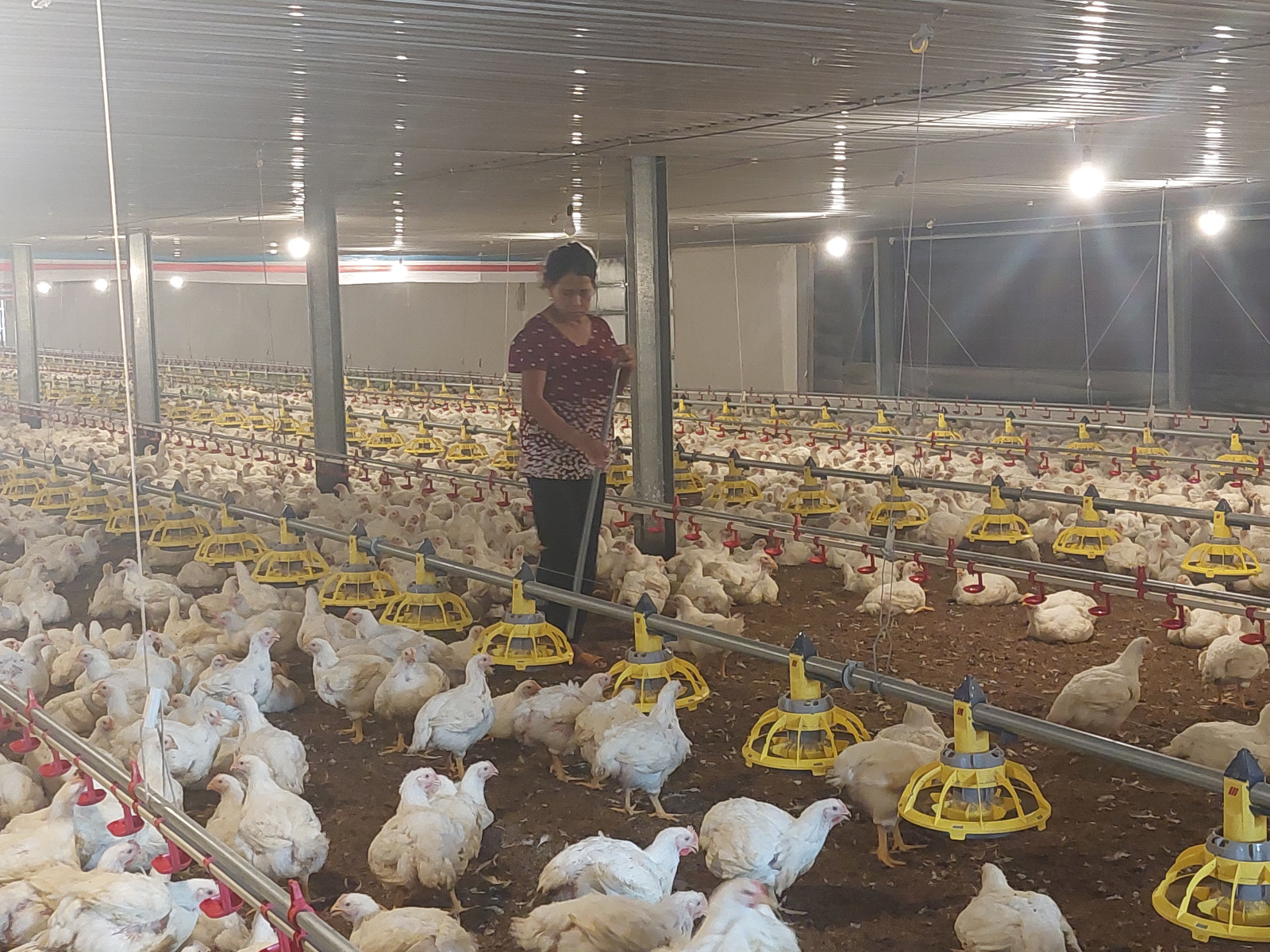 Bình Dương Bảo đảm nguồn cung thực phẩm an toàn cho thị trường dịp Tết