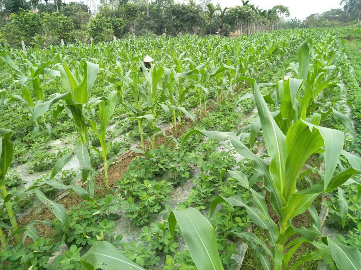 Lập Thạch Vĩnh Phúc  Phấn đấu triển khai thành công vụ Đông Xuân 2022-2023