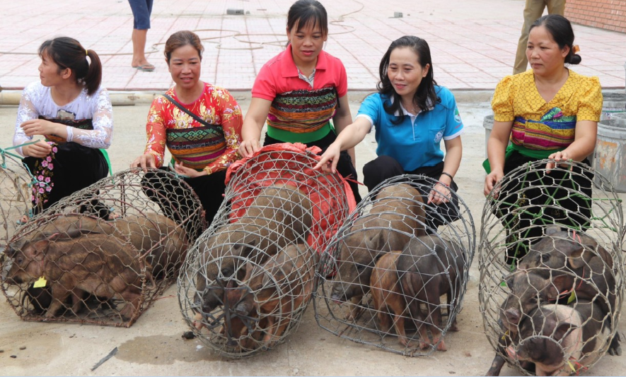 Xây dựng nhiều mô hình cho phụ nữ dân tộc Mông