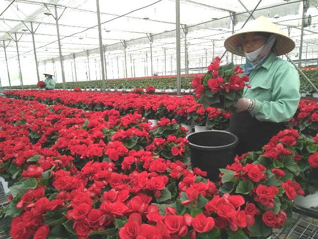 Xóa bỏ sản xuất manh mún, nhỏ lẻ