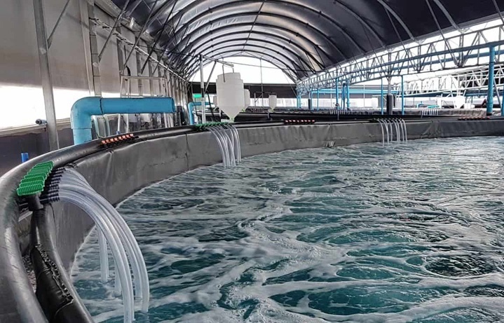 Bà Rịa-Vũng Tàu ưu tiên phát triển nuôi trồng thủy sản ứng dụng công nghệ cao