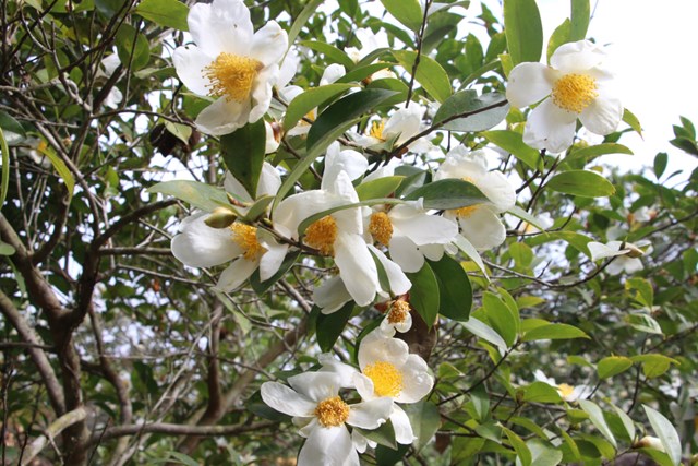 Hội Hoa sở Bình Liêu sẽ diễn ra từ ngày 16-18 12