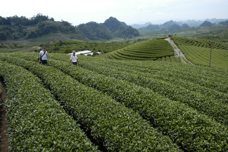 Sơn La Giao đất trồng cây lâu năm, đất rừng sản xuất không quá 30 ha