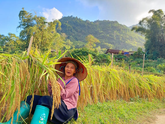 Đưa gạo Nếp Tài Ba Bể bay xa
