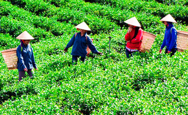 Thái Nguyên nâng cao đời sống vùng đồng bào dân tộc thiểu số và miền núi