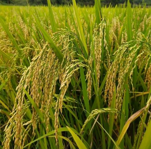 Quan tâm đến sản phẩm chế biến cao cấp để gia tăng giá trị của lúa gạo