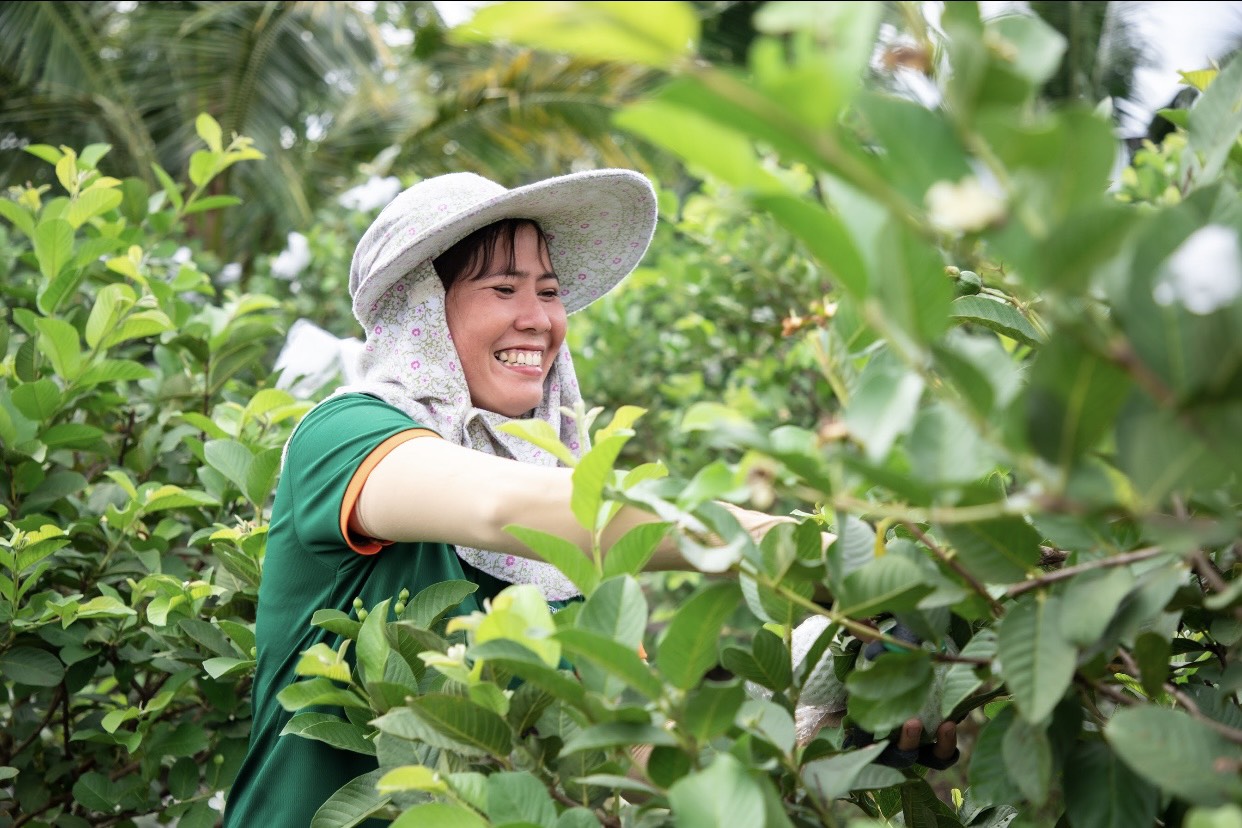 Sóc Trăng Thành công từ trồng ổi trên đất lúa