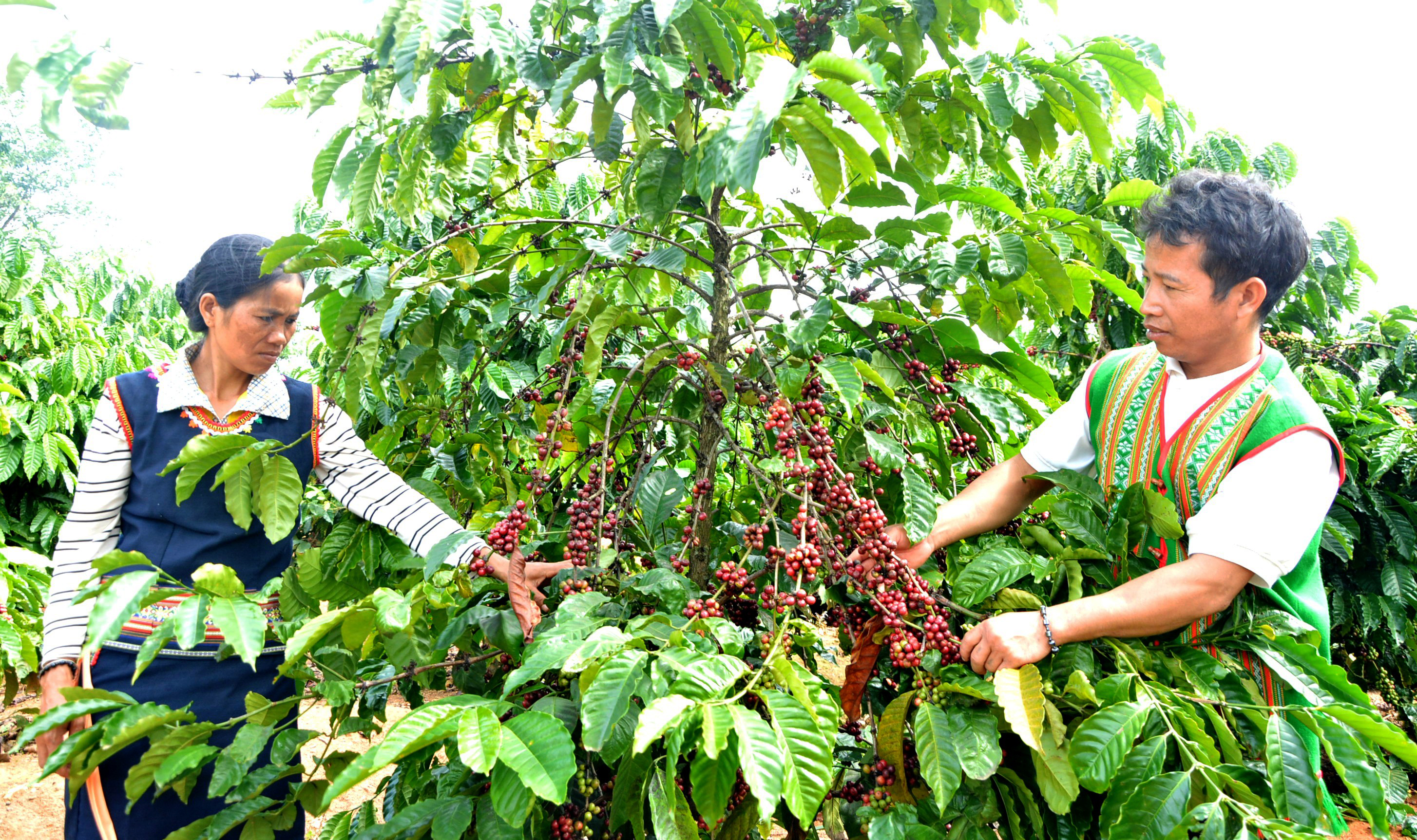 Kon Tum Những kết quả tích cực thực hiện Chương trình mục tiêu quốc gia