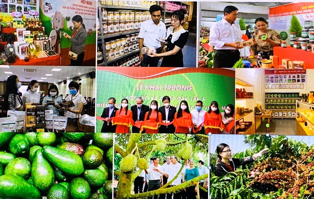 Bài 4 Đắk Lắk phát triển phong phú sản phẩm OCOP