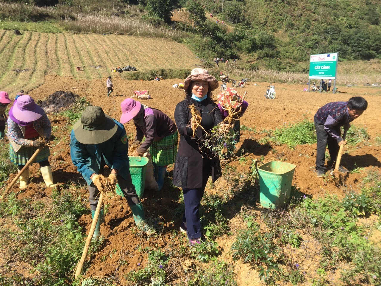 Cây dược liệu cát cánh thu tiền tỉ cho đồng bào Mông