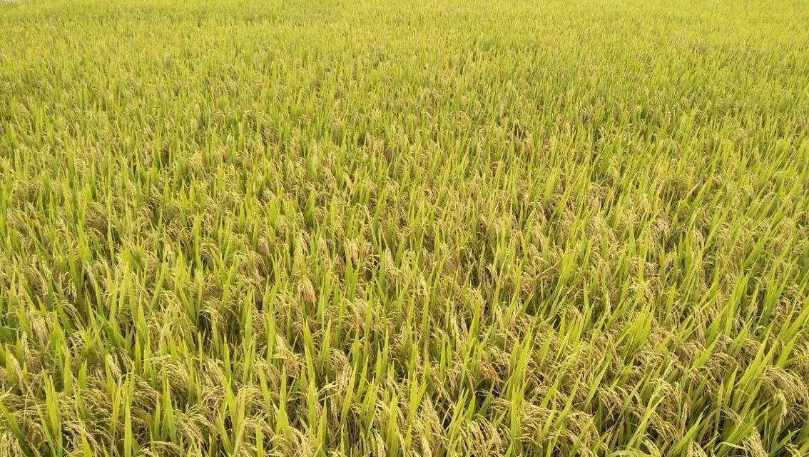 Giá lúa tại các tỉnh ĐBSCL diễn biến tăng trong tháng 12 2022