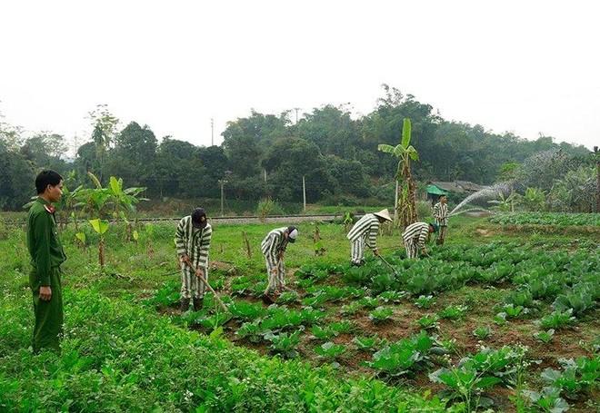 Đối tượng được tha tù trước hạn dịp Tết Nguyên đán