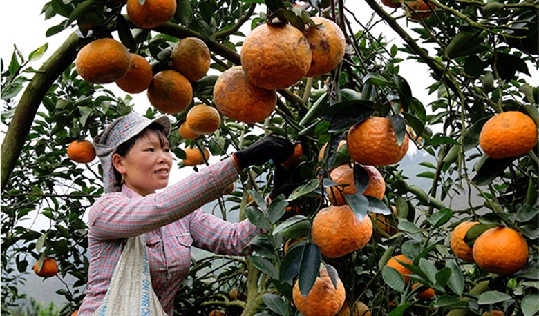 Tuyên Quang hướng đến mô hình “Nông sản hạnh phúc”