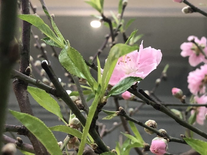 Khát vọng mùa Xuân