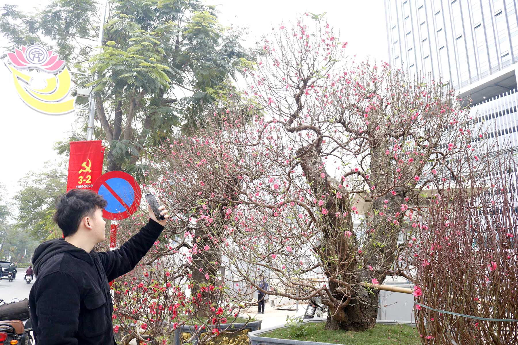 Ngắm những gốc đào cổ thụ có giá hàng chục triệu đồng xuống phố đón Tết