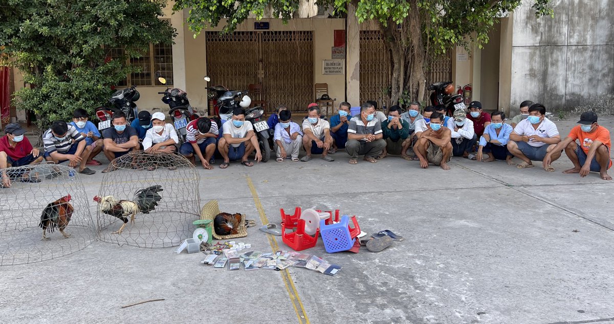 Xem chọi gà ăn tiền có vi phạm pháp luật