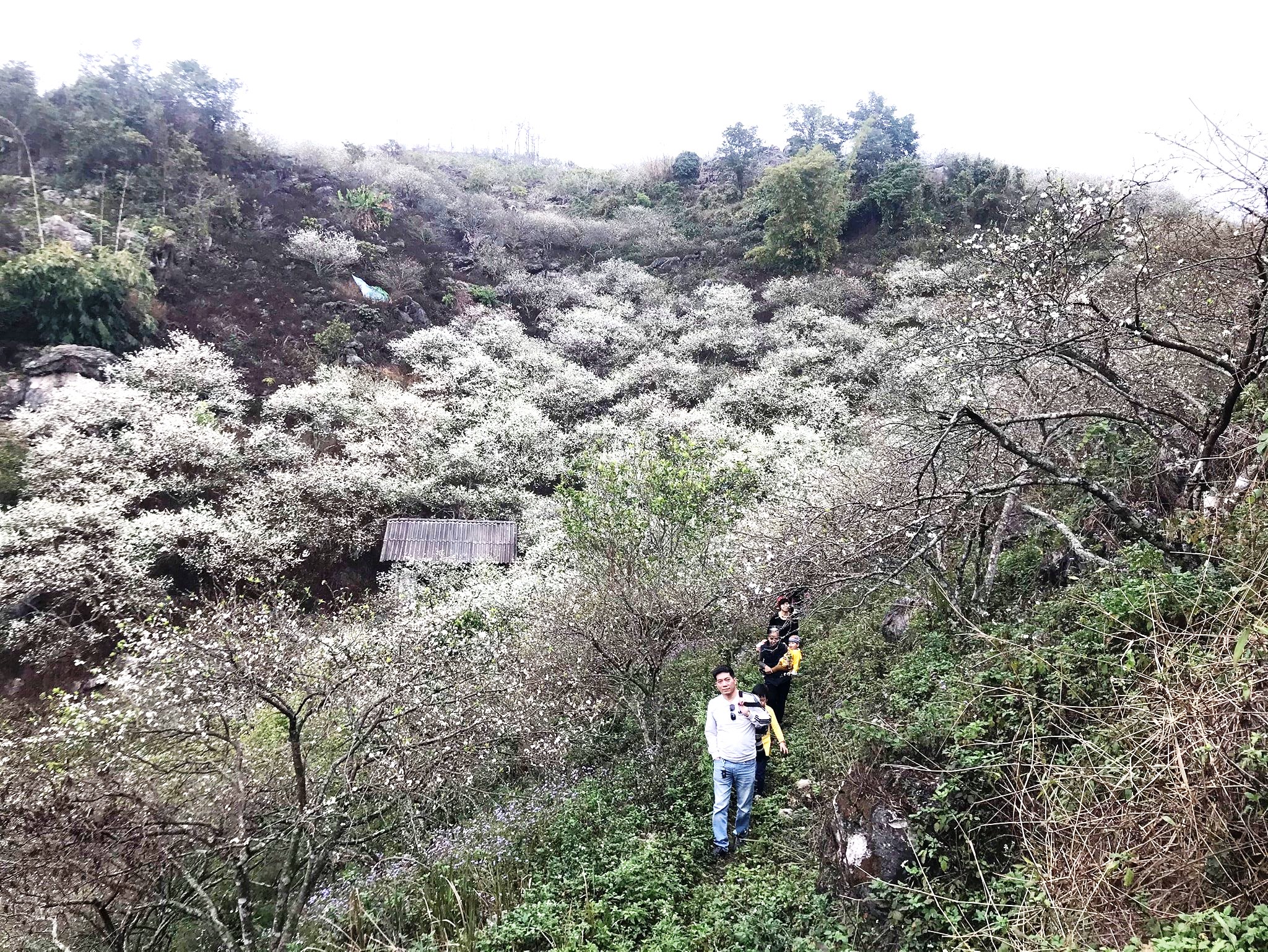 Du lịch mùa mận trắng
