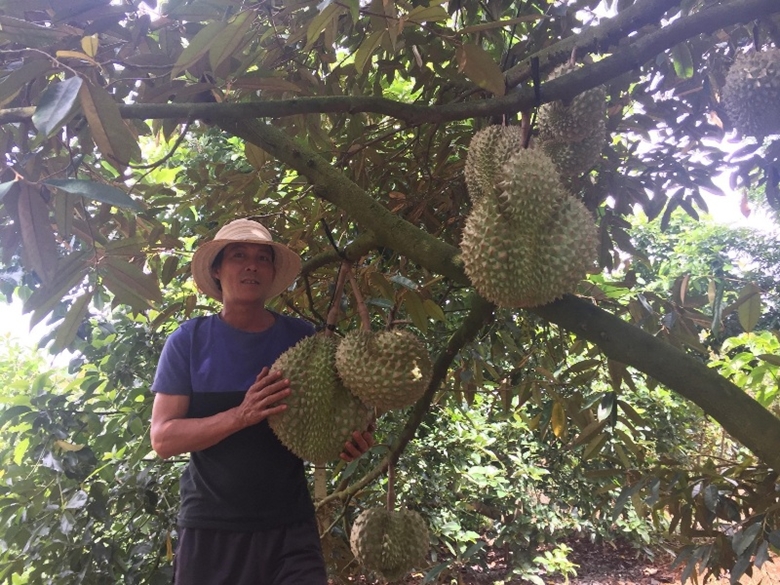 Cung cấp thông tin trái cây có múi xuất khẩu sang Trung Quốc