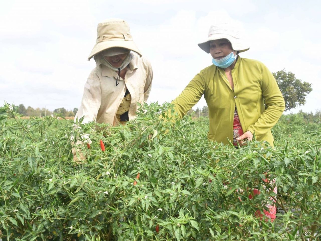 Nông thôn Trà Vinh không ngừng đổi mới