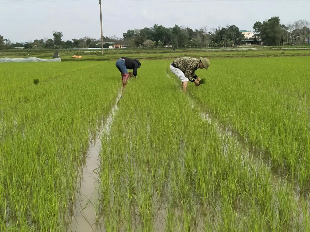 Diện tích có nước phục vụ gieo cấy vụ Đông Xuân đạt 95,6