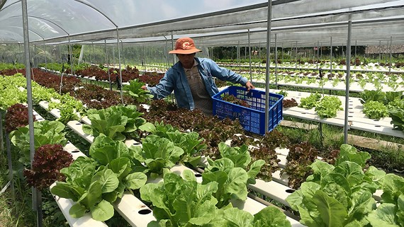 TP Hồ Chí Minh Đảm bảo giữ vững an ninh, trật tự vùng nông thôn