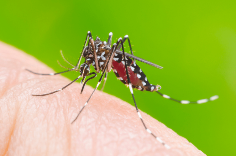 Bolivia ghi nhận 8 700 ca sốt xuất huyết kể từ đầu năm 2023