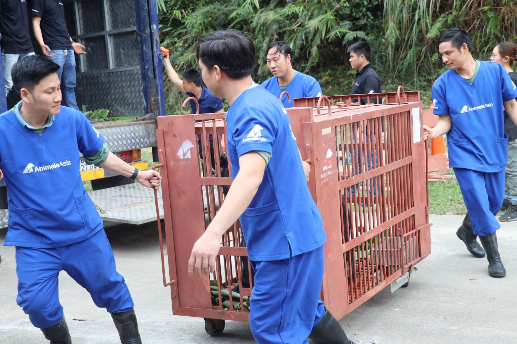 Cứu hộ 5 cá thể gấu tại huyện Phúc Thọ, Hà Nội