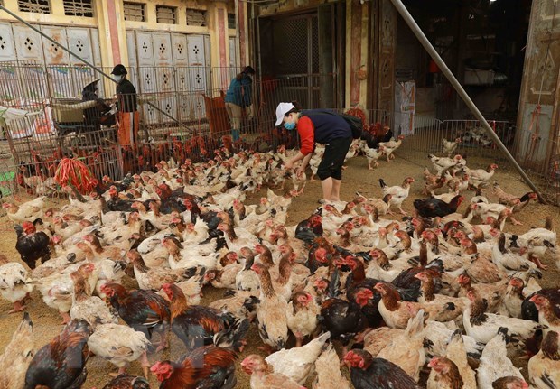 TP Hồ Chí Minh giám sát chặt người mắc hoặc nghi ngờ mắc cúm A H5N1