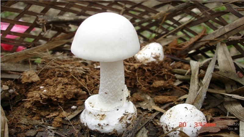 Không nên tự ý ăn nấm rừng