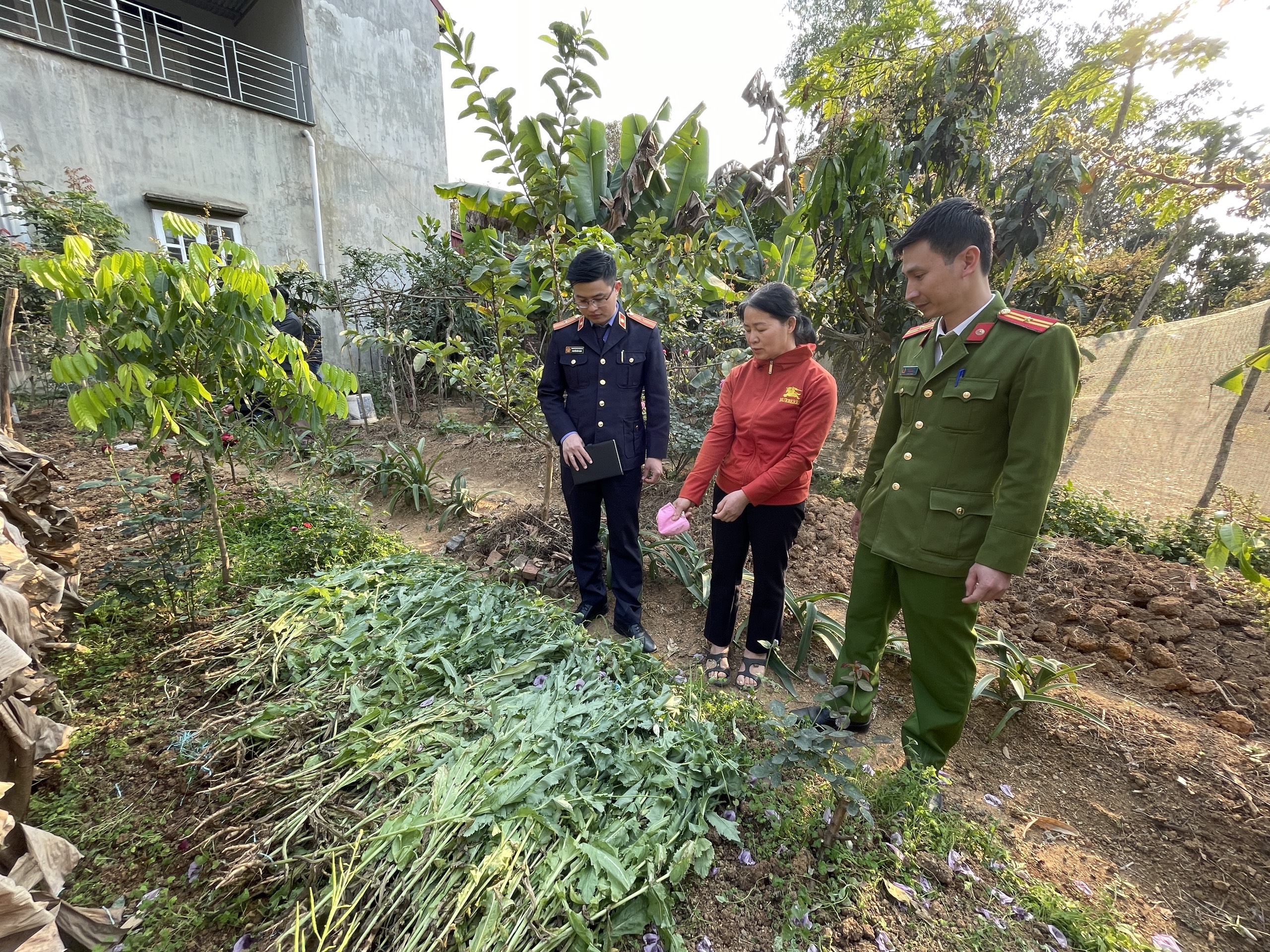 Sơn La Ngăn chặn tình trạng trồng cây thuốc phiện