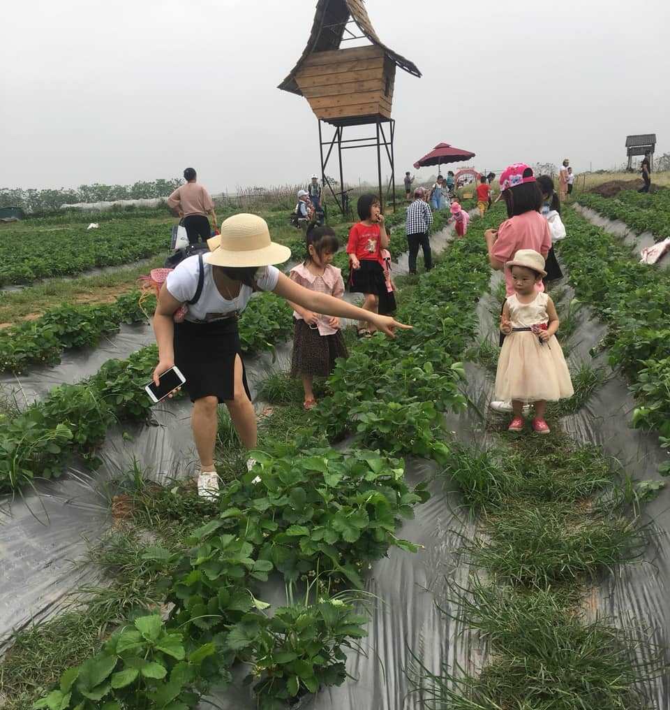 Hà Nội Phát triển du lịch nông nghiệp, nông thôn theo hướng xanh và bền vững